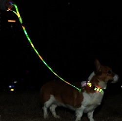 Smycz dla psa kolorowa iluminacja LED dla średnich i dużych psów, Zielony
