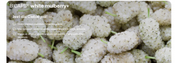 Formeds Bicaps White Mulberry+ 5903148622293